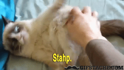grumpy-cat-gif-attack.gif
