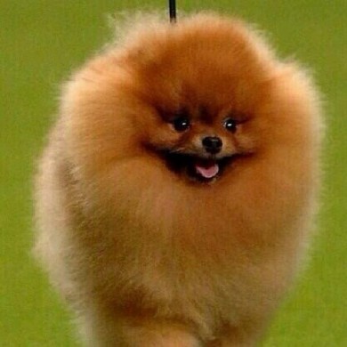 colin the pomeranian msn quizzes autos weblog colin the pomeranian msn quizzes autos weblog
