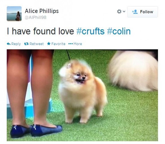 colin the pomeranian colin the pomeranian was robbed at crufts and here s why colin the pomeranian colin the pomeranian was robbed at crufts and here s why