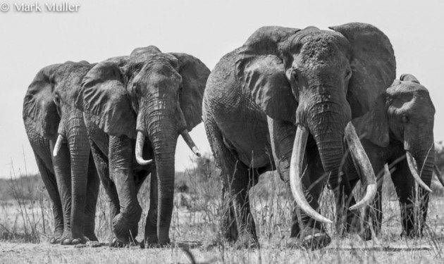Kenya s Largest Elephant Has Been Killed By Poachers